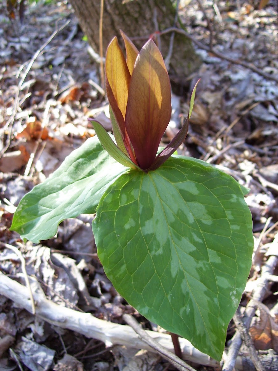 Trailing Trillium