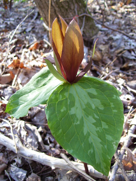 Spotting Image 1
