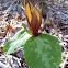 Trailing Trillium