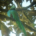Resplendent Quetzal