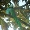 Resplendent Quetzal