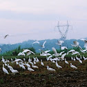 Egrets