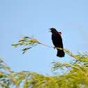 Red-winged Blackbird