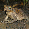 Cane Toad