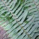 Sword fern