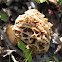 Morel
