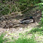 Mallard Duck