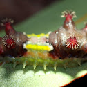 Mottled Cup Moth Caterpillar