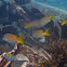 Schoolmaster snapper