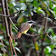 Great Kiskadee