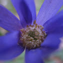 Wild Aster