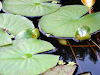 Peces Koi Agua Fria Alimento Nenufares