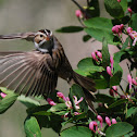 Clay-colored Sparrow