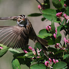 Clay-colored Sparrow