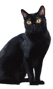 How to mod Bombay Cats Wallpapers 1.0 apk for bluestacks