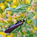 Yellow-collared Scape Moth