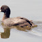 Eurasian coot