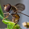 Marmalade hoverfly