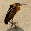 Least Bittern