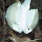 Puffball