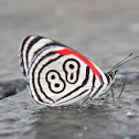 Cramer's Eighty-eight