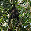 Black Howler Monkey