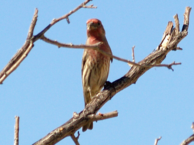 House Finch