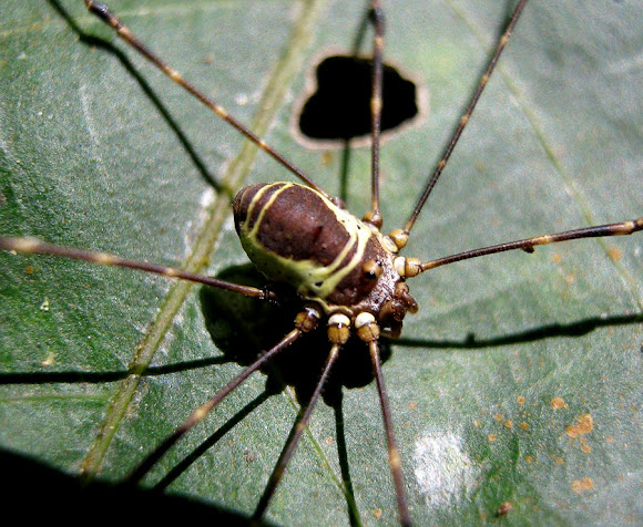 Spotting Image 1