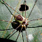 Flat Harvestman