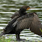 Double crested Cormorant