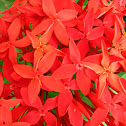 Ixora