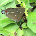 White M Hairstreak
