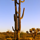 Saguaro Cactus