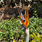 Strelitzia
