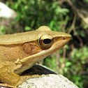 Golden frog