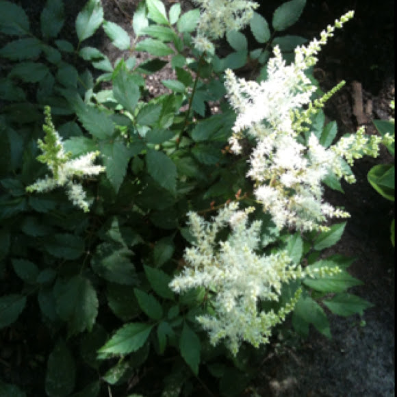 Spotting Image 1