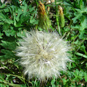 Dandelion head