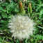 Dandelion head