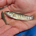 Striped Killifish