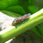 Glassy-winged Sharpshooter