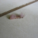 Caterpillar