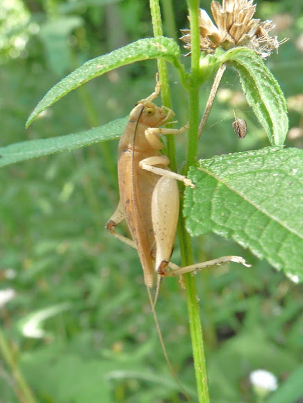Spotting Image 1