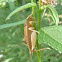 Cricket