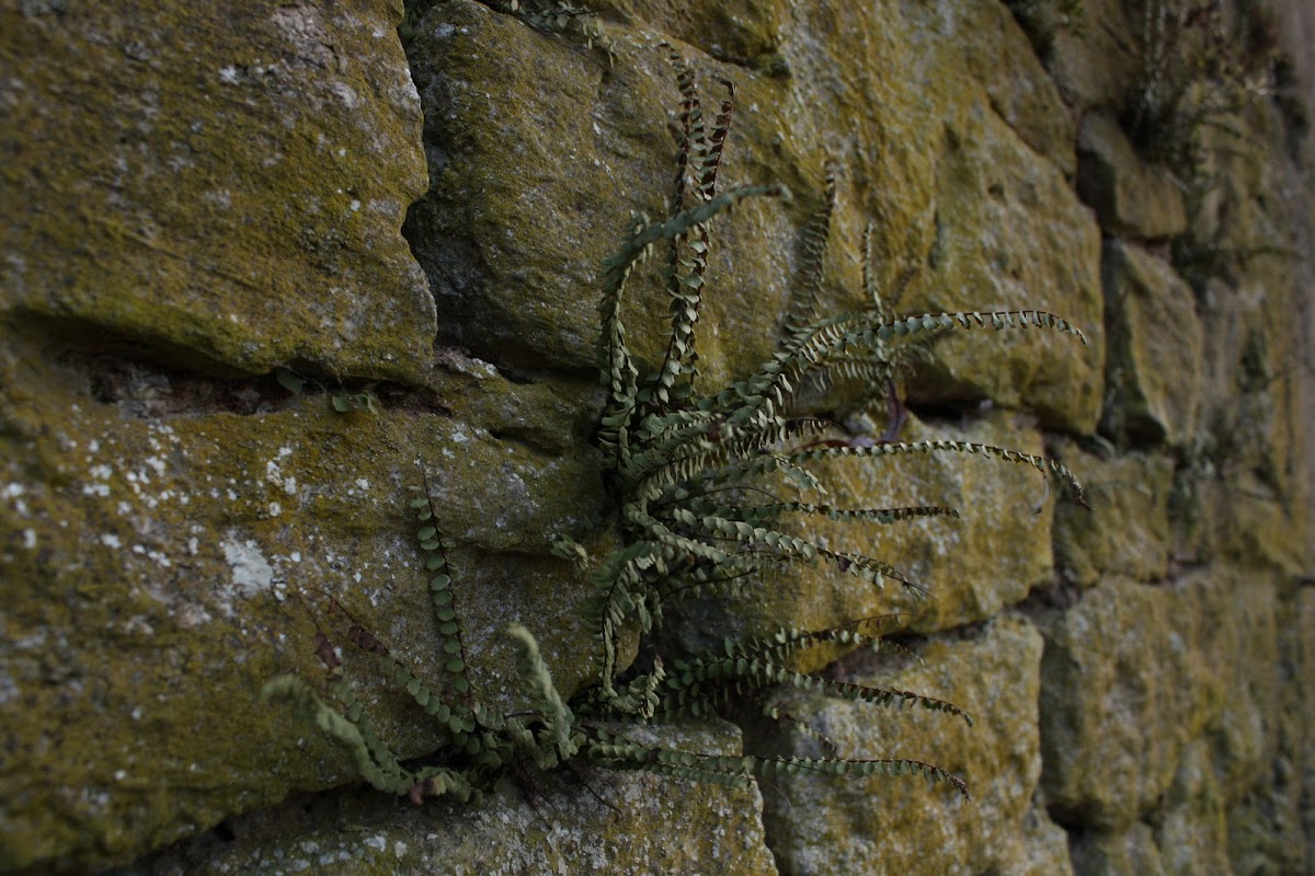 Maidenhair spleenwort