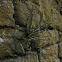 Maidenhair spleenwort