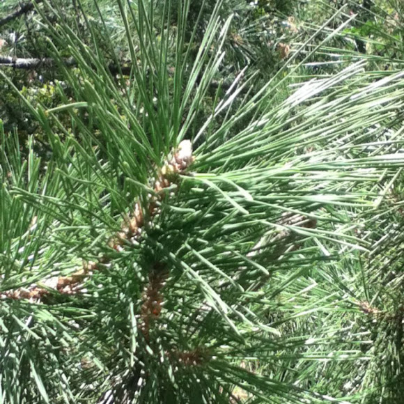 Spotting Image 1