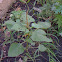 Holy Basil (Krapao)