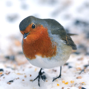 When the red, red, robin is bob, bob, bobbing along by Nick Holland - Animals Birds