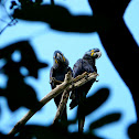 Hyacinth Macaw