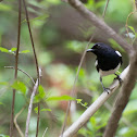 Oriental Robin